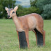 Wildcrete Duiker